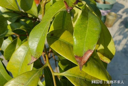 特效药，我来告诉你