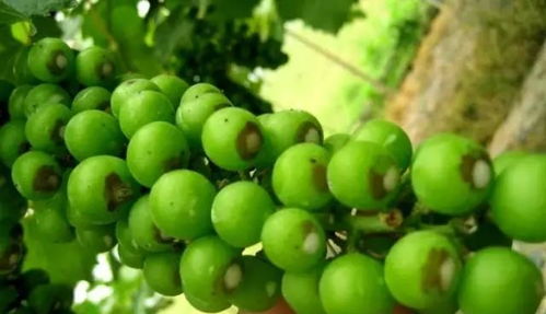 农药的类型和残留期