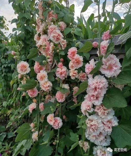 门口绿化，讲究多