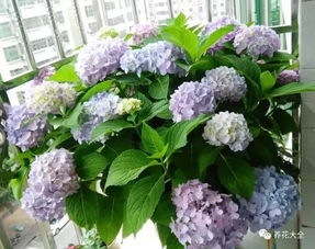 绣球修剪的准备工作