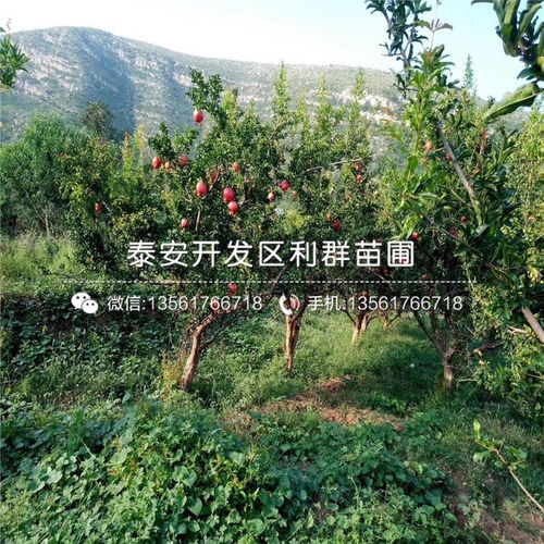 人梅价格：一个城市的温度与风情