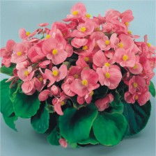 重瓣四季海棠的繁殖方法揭秘