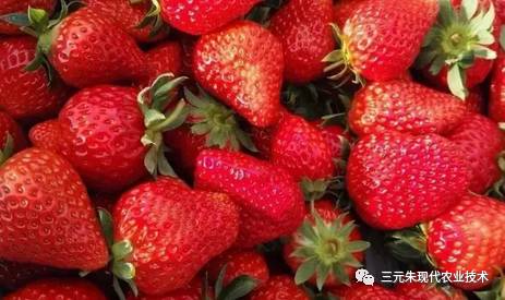 臭牡丹养护技巧中，如何根据不同季节调整栽培方法以促进其生长