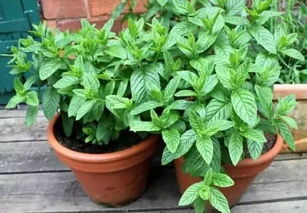 其他耐寒植物推荐