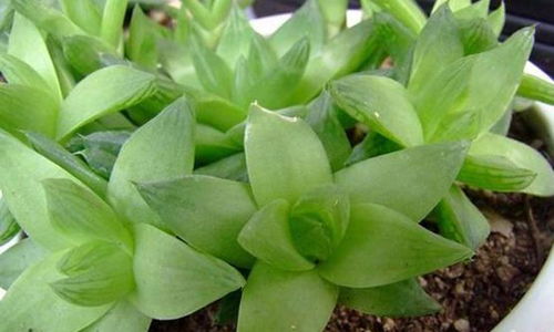 养花入门，从一颗种子开始