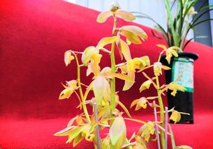 国际友人的红色花卉喜好