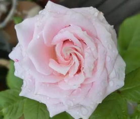 蜂蜜焦糖月季种植， 阳光是关键