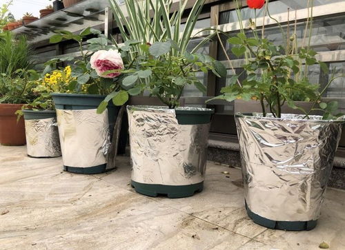 月季换盆，简单又方便