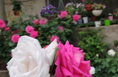 月季花， 冬日里的美丽使者