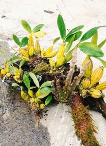 失败案例：南京王先生种石斛失败的经历