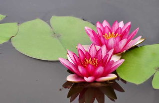 睡莲分株繁殖， 季节要讲究