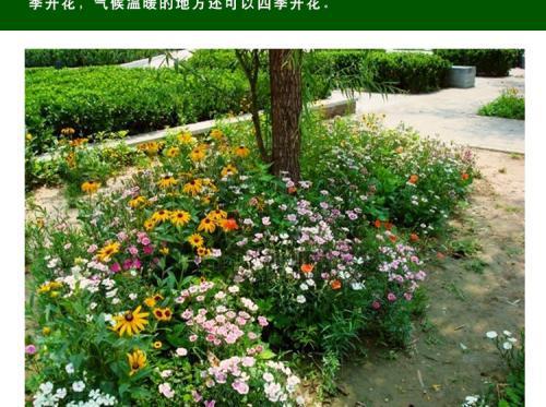 庭院绿化树种有哪些？适合庭院种植的花卉推荐是什么