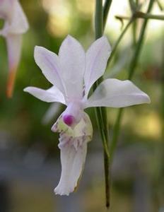 槽舌兰：幽谷香花