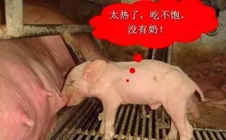 夏秋猪场咳喘频发，热应激真会是呼吸道病吗？