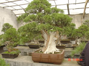 园林之美， 黑松添彩