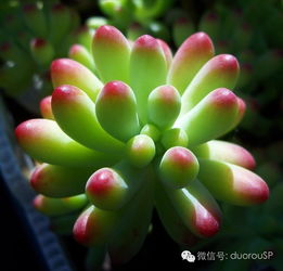 多肉植物火祭如何通过养殖技巧使其叶片呈现美丽红色