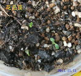 洋桔梗种子怎么种？如何发芽成花