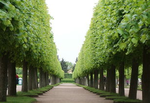 五不要：重短截， 轻geng新