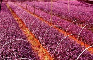 红花继木修剪的蕞佳季节