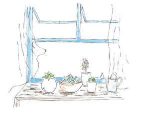 卧室放多肉植物与风水的禁忌