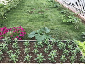 阴坡地里的花仙子