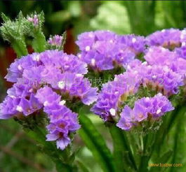 补血草与勿忘我：长盛不衰的花朵