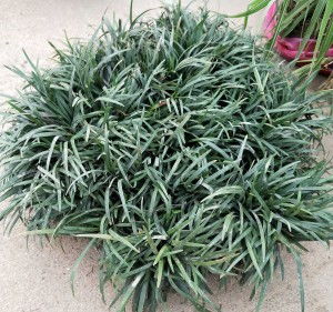 矮麦冬的生命之旅