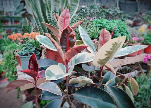 “橡皮树生长速度揭秘：一年长多高多粗？”