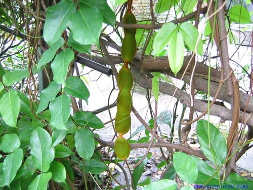 想种常绿藤本植物？这些养护技巧你掌握了吗