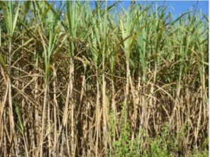 高粱甘蔗种植管理技术，关注高产、抗病、节水