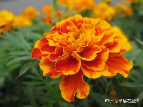 万寿菊：昆虫的断头台