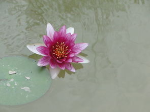 睡莲的叶子是怎么生宝宝的？