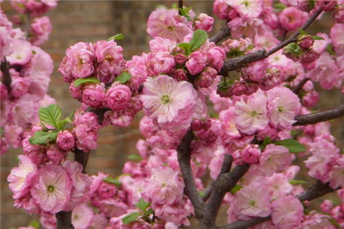 养护细节，榆叶梅的呵护之道