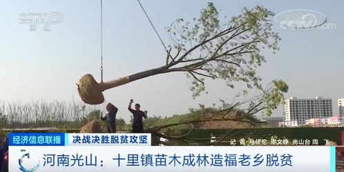 乡土树种，永远的常青树