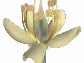 芝麻：非花卉，是双子叶植物，揭秘其独特魅力！