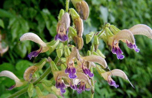 一亩地丹参种植的种子用量揭秘