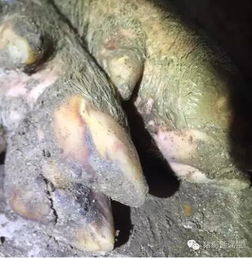 口蹄疫征兆：病畜发热、跛行、口腔溃疡