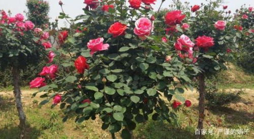 月季黄叶的原因及处理方法