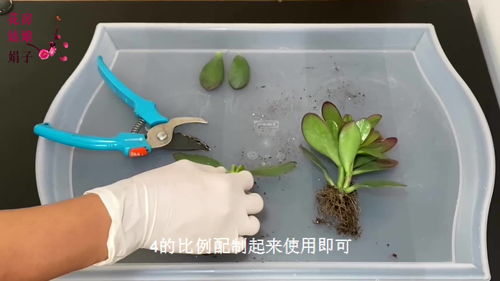 “节节高养护秘诀，如何让它快速生长