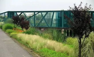 三款耐寒草， 陪你过冬天