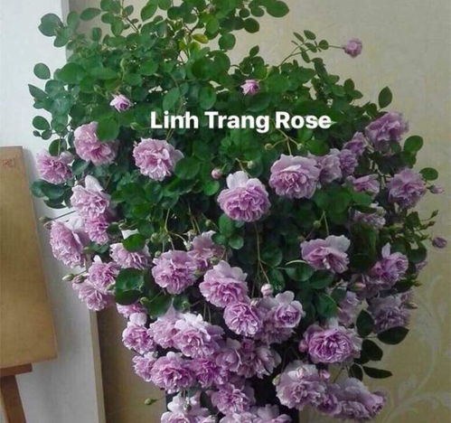 水溶肥或自制肥， 大量清水灌根