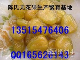 无花果果脯加工：以无花果为原料