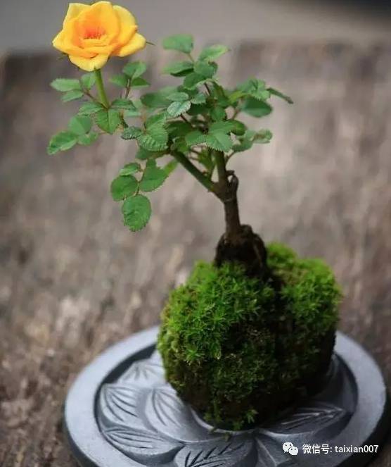 饼肥水，松柏盆景的“小助手”