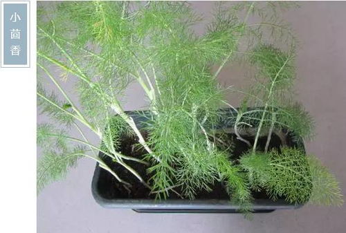 这些药用植物，5天就嫩发芽？