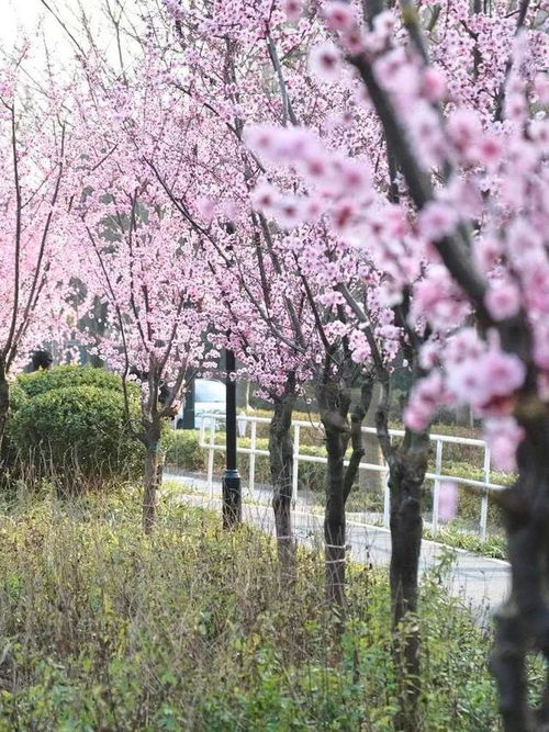 美人梅：春天的艳丽使者