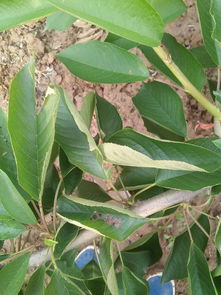 樱桃树长虫子怎么办？有哪些有效的虫害防治方法