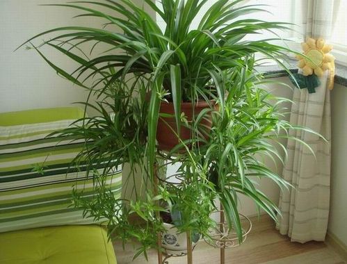 除甲醛植物效果最佳是哪些？这些植物真的简单又好用吗