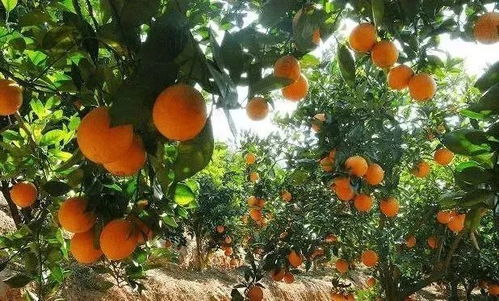 赣南橙子挂果上市，标志着当地橙农丰收季节的到来