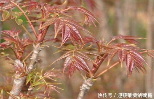 香椿繁殖技术及田间管理，探讨香椿高效种植方法