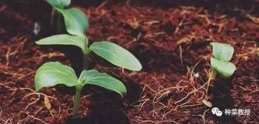 九、蔬菜种植，注意事项